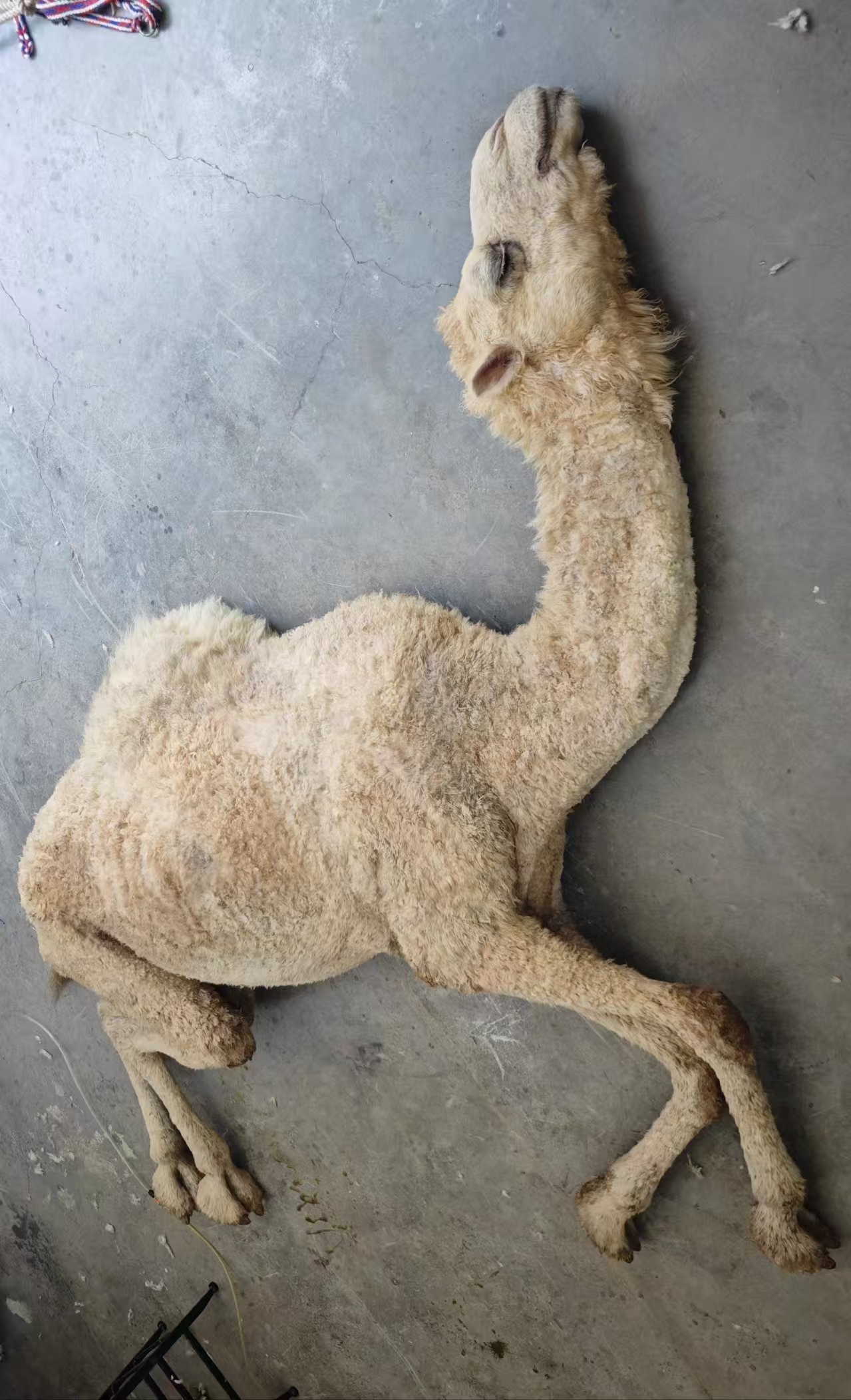 特效化妆-藤壶寄生效果展示